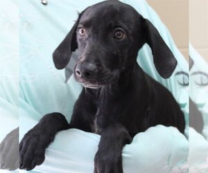 Mutt Dogs for adoption in Prattville, AL, USA