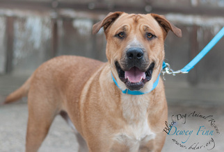 Mastiff Dogs for adoption in Cheyenne, WY, USA