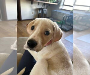 Golden Retriever-Great Dane Mix Dogs for adoption in New London, WI, USA