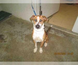 Mutt Dogs for adoption in San Andreas, CA, USA