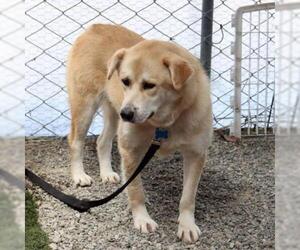 Golden Retriever Dogs for adoption in San Pablo, CA, USA