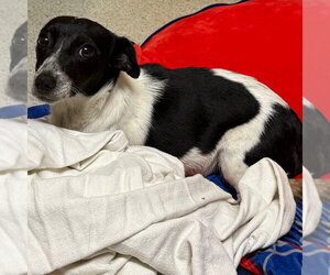 Jack-Rat Terrier Dogs for adoption in Chico, CA, USA