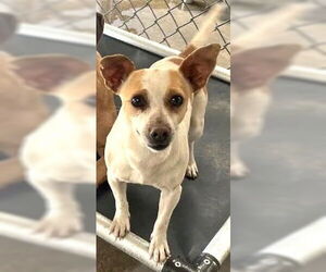 Chihuahua-Unknown Mix Dogs for adoption in Grafton, WI, USA