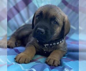 Labrador Retriever-Unknown Mix Dogs for adoption in San Diego, CA, USA