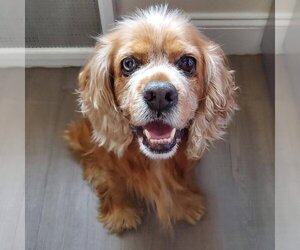 Cocker Spaniel Dogs for adoption in Brooklyn, NY, USA