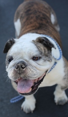 Bulldog Dogs for adoption in Los Angeles, CA, USA