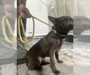 Chihuahua Dogs for adoption in Bakersfield, CA, USA