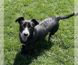 Australian Cattle Dog-Labrador Retriever Mix Dogs for adoption in Bakersfield, CA, USA