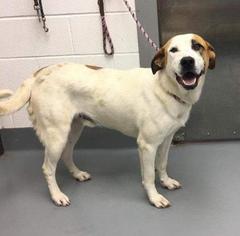 Lab-Pointer Dogs for adoption in Mission, KS, USA