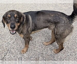 Rottle Dogs for adoption in Ames, IA, USA