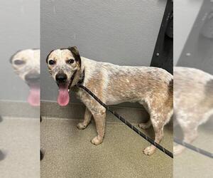 Mutt Dogs for adoption in Las Vegas, NV, USA