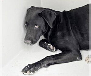 Labrador Retriever-Unknown Mix Dogs for adoption in Houston, TX, USA