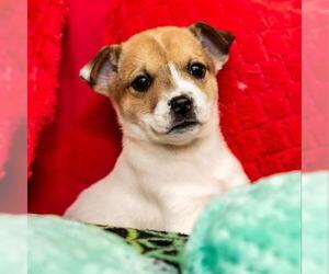 Labrador Retriever Dogs for adoption in Madison, WI, USA
