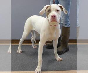 American Pit Bull Terrier-Unknown Mix Dogs for adoption in Batavia, NY, USA