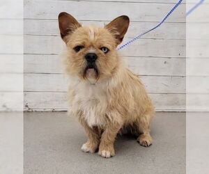 French Bulldog-Unknown Mix Dogs for adoption in San Bernardino, CA, USA