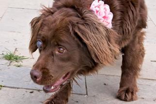 English Springer Spaniel Dogs for adoption in Millersville, MD, USA