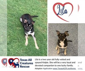 Australian Kelpie Dogs for adoption in Lillian, TX, USA
