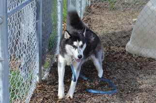 Alaskan Husky Dogs for adoption in Clearlake, CA, USA