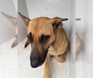 German Shepherd Dog Dogs for adoption in Houston, TX, USA