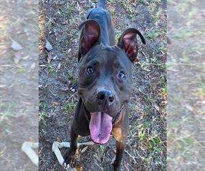 American Pit Bull Terrier Dogs for adoption in Ocala, FL, USA