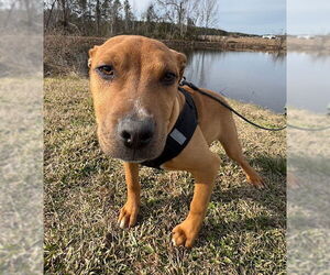 Bulldog-Labrador Retriever Mix Dogs for adoption in Tarrytown, GA, USA