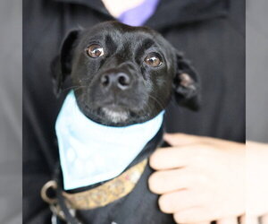 Chihuahua-Unknown Mix Dogs for adoption in San Antonio, TX, USA