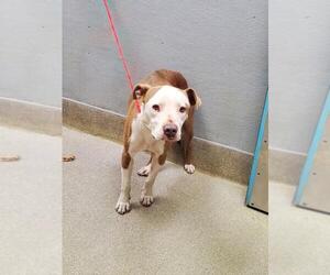 Mutt Dogs for adoption in Las Vegas, NV, USA