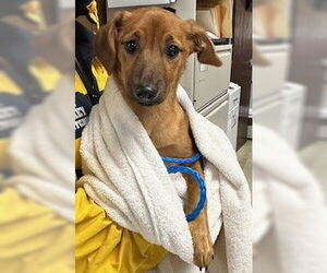 Dachshund-Unknown Mix Dogs for adoption in Lodi, CA, USA