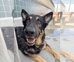 German Shepherd Dog Dogs for adoption in Rancho Cucamonga, CA, USA