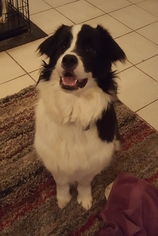 Border Collie Dogs for adoption in FAIRLAWN, OH, USA
