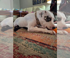 American Pit Bull Terrier-Unknown Mix Dogs for adoption in Pleasanton, TX, USA