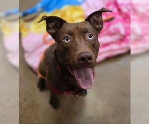 Labrador Retriever-Unknown Mix Dogs for adoption in Center Township, PA, USA