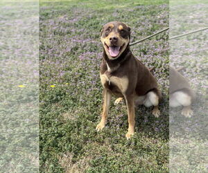 Australian Kelpie-Labrador Retriever Mix Dogs for adoption in Pryor, OK, USA