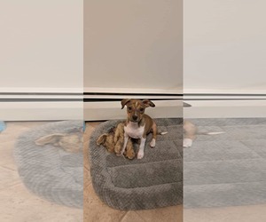 Beagle-Chihuahua Mix Dogs for adoption in pomfret, CT, USA