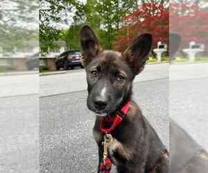 Shepradors Dogs for adoption in Brewster, NY, USA