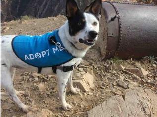 Mutt Dogs for adoption in Grantsville, UT, USA