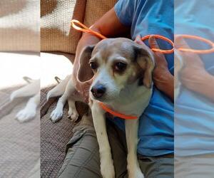 Beagle Dogs for adoption in La Porte, IN, USA