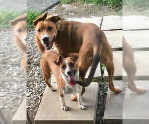 Boxer-Unknown Mix Dogs for adoption in Marion, KY, USA