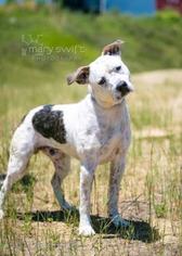 Medium Photo #1 American Bulldog-Australian Shepherd Mix Puppy For Sale in Baltimore, MD, USA