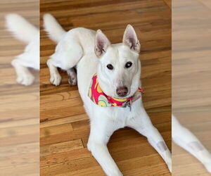 German Shepherd Dog-Huskies  Mix Dogs for adoption in Salt Lake City, UT, USA