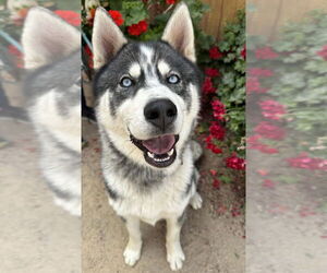 Siberian Husky Dogs for adoption in Santa Maria, CA, USA