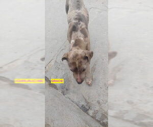 Medium Photo #3 Great Dane-Unknown Mix Puppy For Sale in Woodland Hills, CA, USA