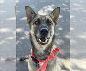 German Shepherd Dog Dogs for adoption in Woodland, CA, USA