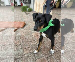 Mutt Dogs for adoption in Oakhurst, NJ, USA