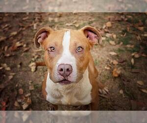 Mutt Dogs for adoption in Belleville, IL, USA