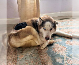 Medium Photo #2 Siberian Husky Puppy For Sale in Omaha, NE, USA