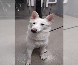 Siberian Husky-Unknown Mix Dogs for adoption in Las Vegas, NV, USA