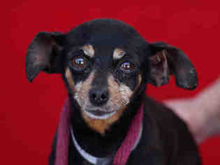 Chipin Dogs for adoption in Downey, CA, USA