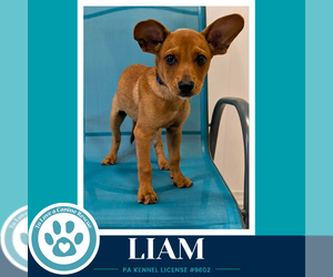 Chiweenie Dogs for adoption in Kimberton, PA, USA