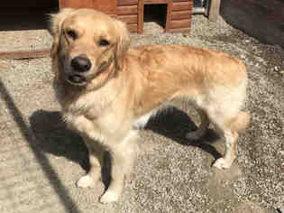 Golden Retriever Dogs for adoption in Frisco, CO, USA